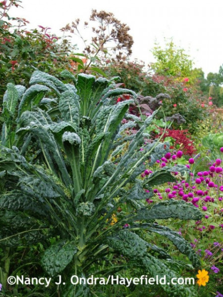 Varza kale Nero di Toscana