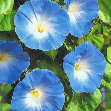 Zorele-Ipomoea Heavenly Blue
