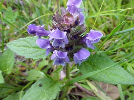 Busuioc de camp-Prunella Vulgaris