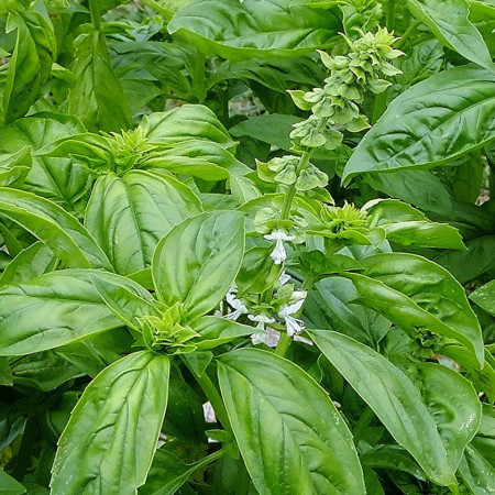 Busuioc Genovez