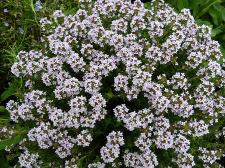 Cimbru Peren-Thymus Vulgaris