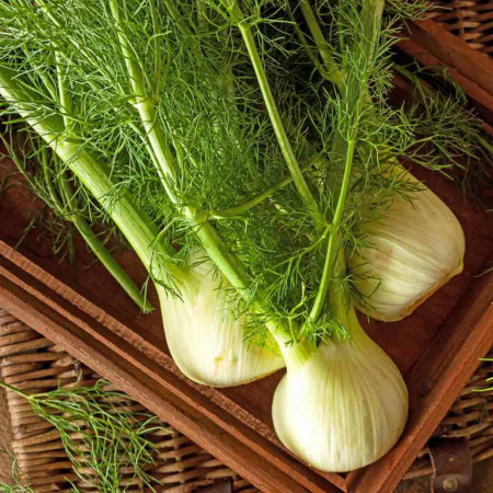Fenicul-Foeniculum Vulgare