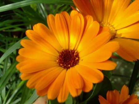 Galbenele-Calendula officinalis