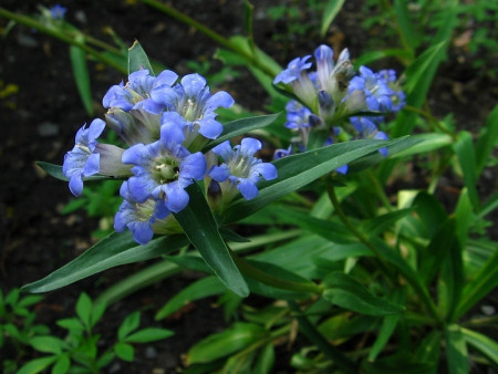 Gentiana Dahurica