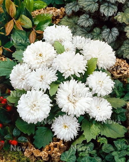 Ochiul boului-Callistephus chinensis Milady White