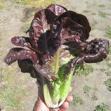 Salata verde Red Romaine-Red Cos Lettuce