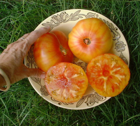 Tomate Ananas
