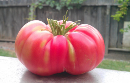 Tomate Brandywine Pink