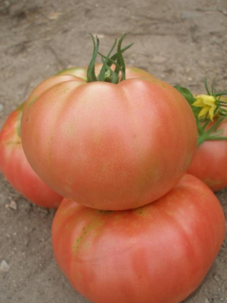Tomate Rozov Blyan