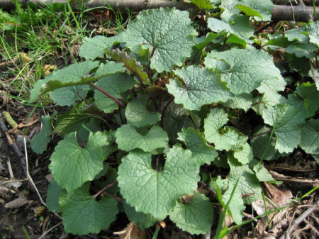 Usturoita-Alliaria Petiolata