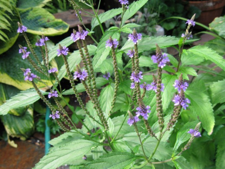 Verbena Officinalis