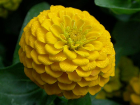 Carciumareasa Galbena