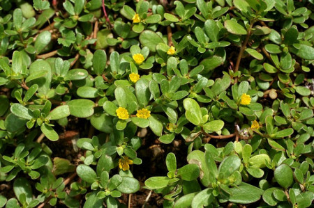 Iarba grasă-Portulaca oleracea