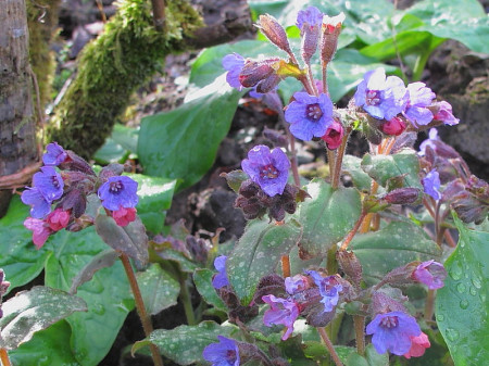 Plamanarica-Pulmonaria Officinalis
