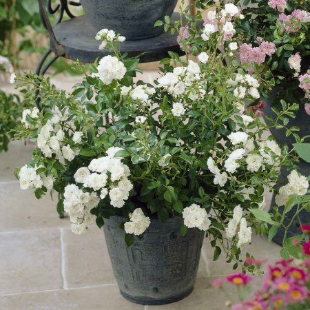 Trandafir Pitic White Fairy
