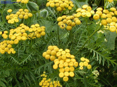 Vetrice-Tanacetum vulgare