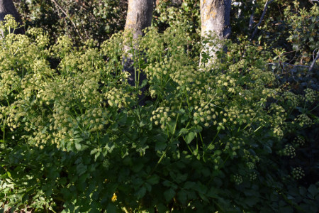 Alexanders-Smyrnium Olusatrum