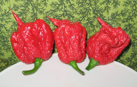 Ardei iute Carolina Reaper