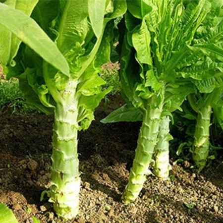 Celtuce-Lactuca sativa var.Augustana