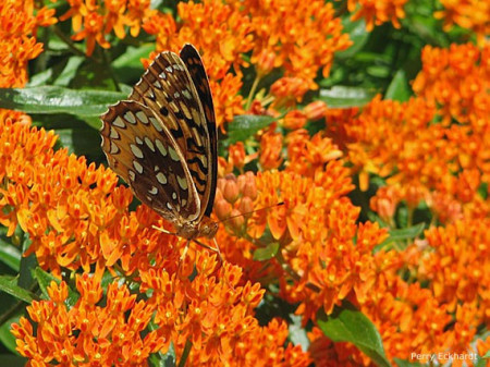 Iarba fluturilor-Asclepias tuberosa