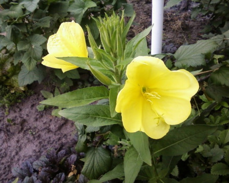 Luminita noptii-Oenothera biennis L