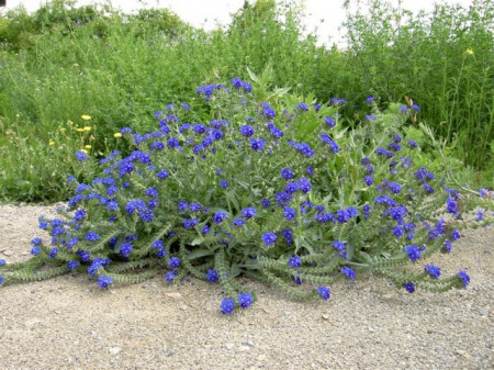 Miruta-Anchusa officinalis