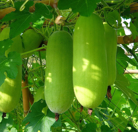 Pepene galben de iarna Wax Gourd
