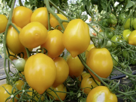 Tomate Lemon Tree