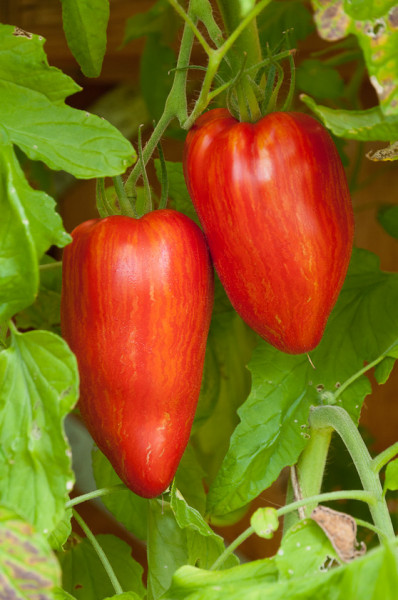 Tomate Speckled Roman