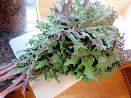 Varza Kale Russian Red