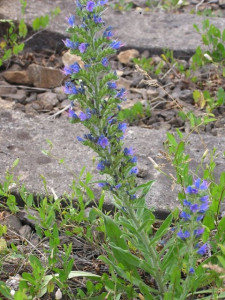  Iarba Sarpelui-Echium vulgare