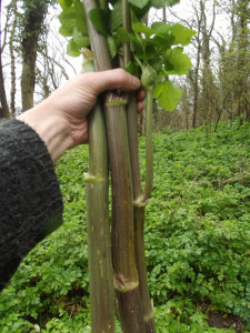 Alexanders-Smyrnium Olusatrum
