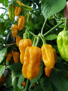 Ardei iute Habanero Yellow