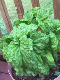 Busuioc Lettuce leaf green