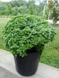 Busuioc Minette