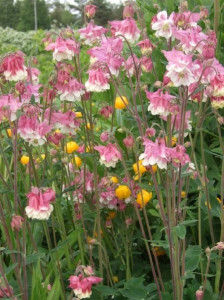 Caldarusa-Aquilegia vulgaris Pink Petticoat