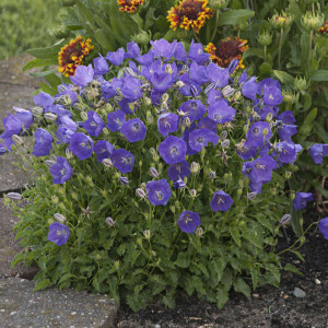 Campanula Carpatica blue