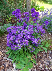 Campanula Glomerata Superba 