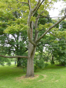 Cedru Chinezesc-Toona Sinensis