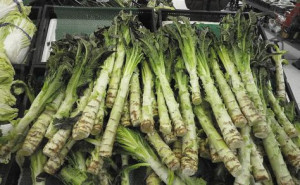 Celtuce-Lactuca sativa var.Augustana