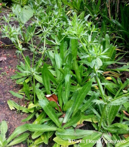 Coriandru Mexican-Eryngium Foetidum