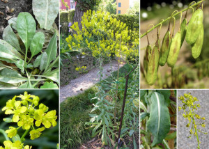 Drobusor-Isatis Tinctoria