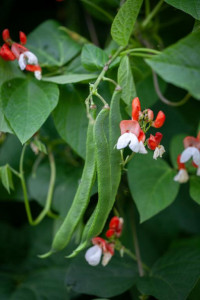 Fasolea Phaseolus coccineus