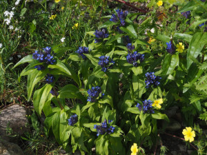 Gentiana Cruciata