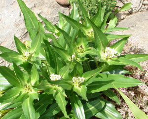 Gentiana Tibetica