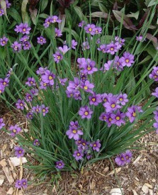 Iarba cu ochi albastri-Sisyrinchium Angustifolium