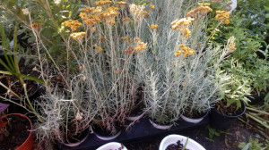 Imortela-Helichrysum arenarium-Siminoc