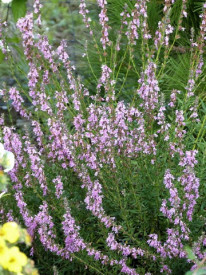 Isop roz-Hyssopus officinalis
