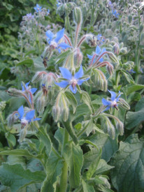 Limba mielului-Borago officinalis albastra