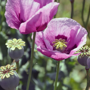 Mac Somniferum Single Lilac